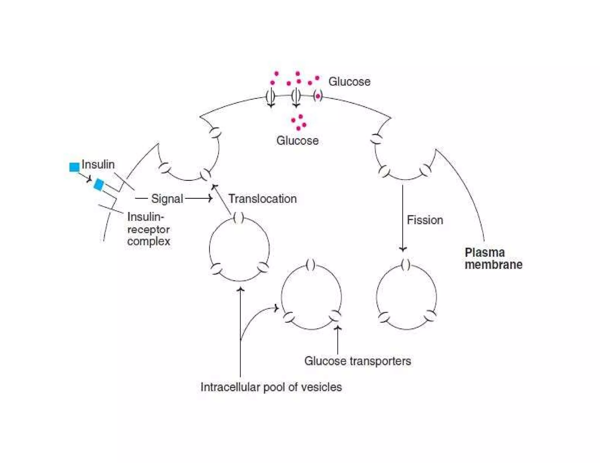 Insulin | Discovery of Insulin | Structure of insulin | Biosynthesis of Insulin | Regulation of Insulin | Mechanism of action of insulin