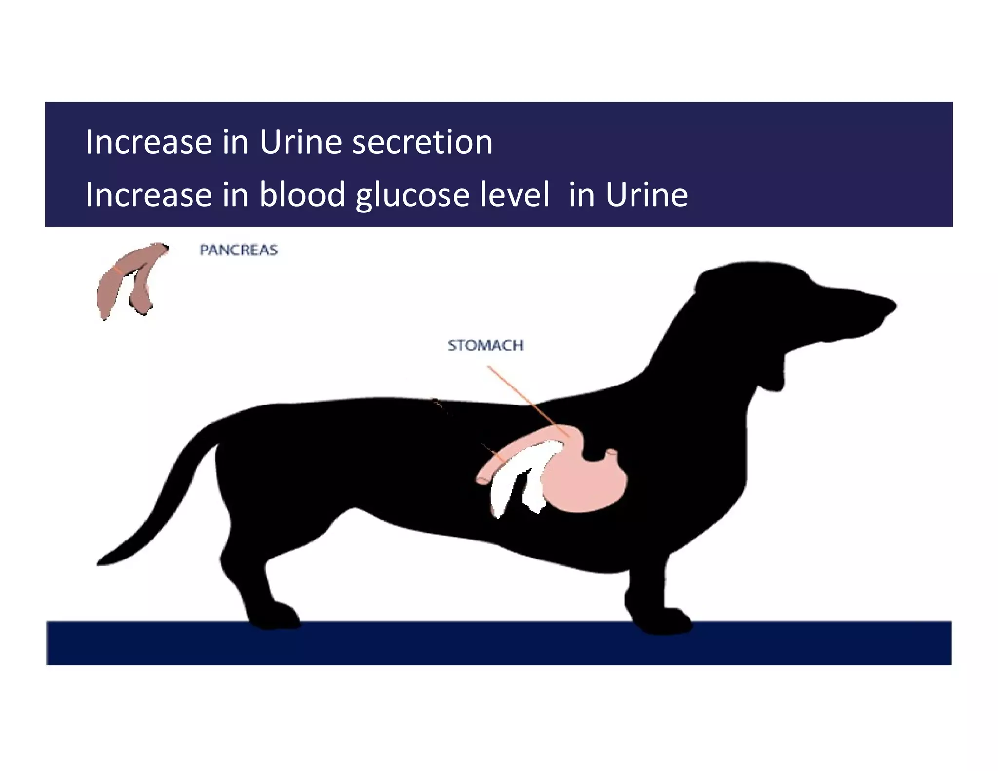 Increase in Urine secretion
Increase in blood glucose level in Urine