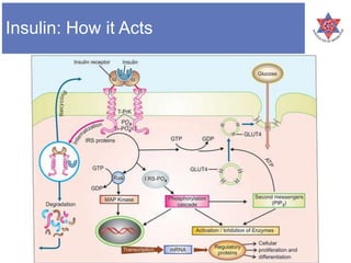 Insulin: How it Acts
 