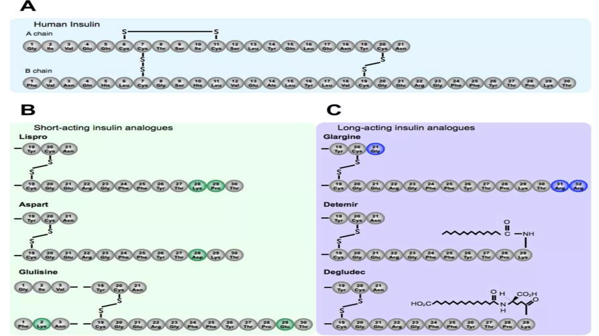 Insulin and its Analogues.pptx