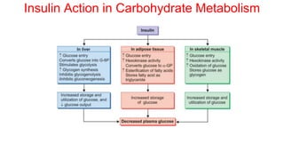 Insulin Action in Carbohydrate Metabolism
 