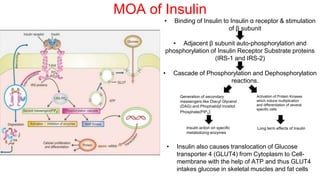 MOA of Insulin
• Binding of Insulin to Insulin α receptor & stimulation
of β subunit
• Adjacent β subunit auto-phosphorylation and
phosphorylation of Insulin Receptor Substrate proteins
(IRS-1 and IRS-2)
• Cascade of Phosphorylation and Dephosphorylation
reactions.
Activation of Protein Kinases
which induce multiplication
and differentiation of several
specific cells
Generation of secondary
messengers like Diacyl Glycerol
(DAG) and Phophatidyl Inositol
Phosphate(PIP3)
Insulin action on specific
metabolizing enzymes
Long term effects of Insulin
• Insulin also causes translocation of Glucose
transporter 4 (GLUT4) from Cytoplasm to Cell-
membrane with the help of ATP and thus GLUT4
intakes glucose in skeletal muscles and fat cells
 