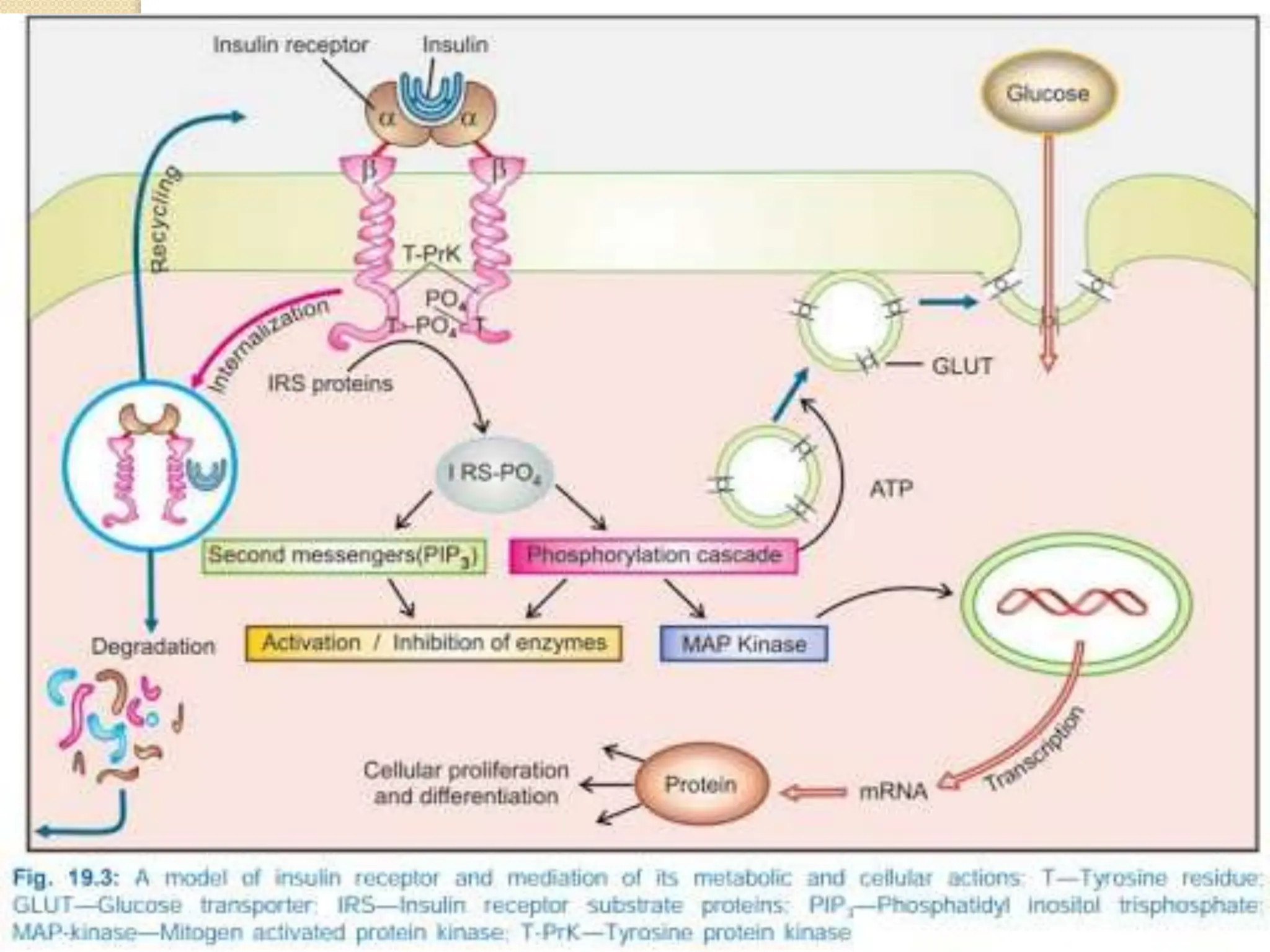 Role of Insulin in Health and Disease: a polypeptide hormone. | PPT