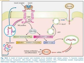 Role of Insulin in Health and Disease: a polypeptide hormone. | PPTX