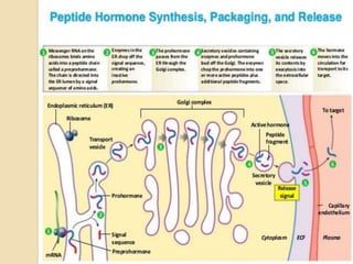 Role of Insulin in Health and Disease: a polypeptide hormone. | PPTX