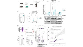 Molecular Mechanisms of Insulin and Exercise-Induced Glucose Uptake in ...