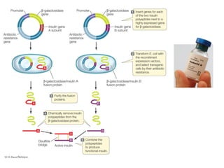 Insulin-Production.pdf