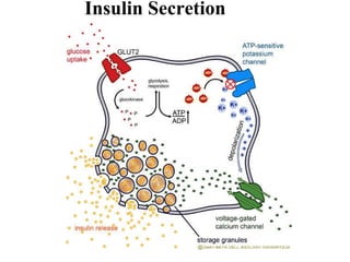 Insulin Secretion   