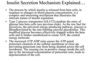Insulin Secretion Mechanism Explained … The process by which insulin is released from beta cells, in response to changes in blood glucose concentration, is a complex and interesting mechanism that illustrates the intricate nature of insulin regulation.  Type 2 glucose transporters (GLUT2) mediate the entry of glucose into beta cells (see previous slide). As the raw fuel for glycolysis, the universal energy-producing pathway, glucose is phosphorylated by the rate-limiting enzyme glucokinase. This modified glucose becomes effectively trapped within the beta cells and is further metabolized to create ATP, the central energy molecule.  The increased ATP:ADP ratio causes the ATP-gated potassium channels in the cellular membrane to close up, preventing potassium ions from being shunted across the cell membrane. The ensuing rise in positive charge inside the cell, due to the increased concentration of potassium ions, leads to depolarization of the cell.  
