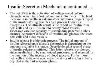 Insulin Secretion Mechanism continued… The net effect is the activation of voltage-gated calcium channels, which transport calcium ions into the cell. The brisk increase in intracellular calcium concentrations triggers export of the insulin-storing granules by a process known as exocytosis. The ultimate result is the export of insulin from beta cells and its diffusion into nearby blood vessels. Extensive vascular capacity of surrounding pancreatic islets ensures the prompt diffusion of insulin (and glucose) between beta cells and blood vessels.  Insulin release is a biphasic process. The initial amount of insulin released upon glucose absorption is dependent on the amounts available in storage. Once depleted, a second phase of insulin release is initiated. This latter release is prolonged since insulin has to be synthesized, processed, and secreted for the duration of the increase of blood glucose. Furthermore, beta cells also have to regenerate the stores of insulin initially depleted in the fast response phase. 