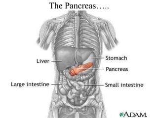 The Pancreas….. 