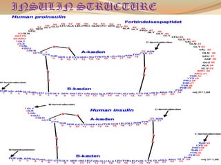 INSULIN STRUCTURE