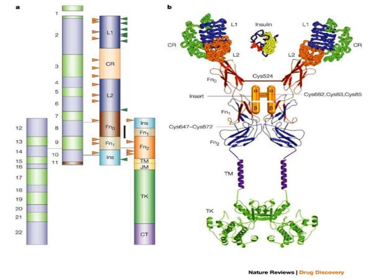 Actrapid insulin cleave ala