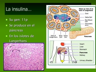 La insulina… Su gen: 11p Se produce en el páncreas En los islotes de Langerhans En las células beta 