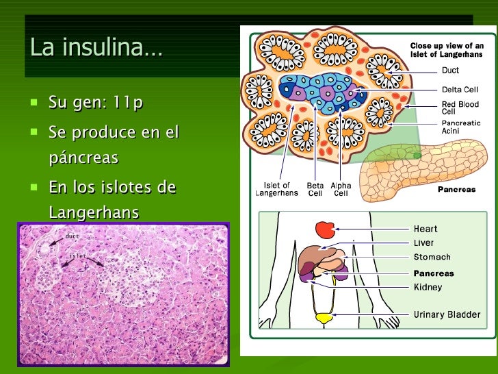 Insulina Insulina