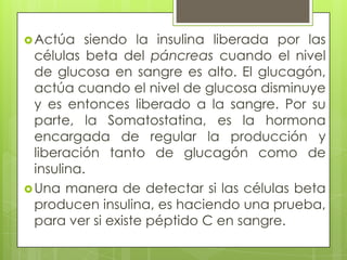  Actúa    siendo la insulina liberada por las
  células beta del páncreas cuando el nivel
  de glucosa en sangre es alto. El glucagón,
  actúa cuando el nivel de glucosa disminuye
  y es entonces liberado a la sangre. Por su
  parte, la Somatostatina, es la hormona
  encargada de regular la producción y
  liberación tanto de glucagón como de
  insulina.
 Una manera de detectar si las células beta
  producen insulina, es haciendo una prueba,
  para ver si existe péptido C en sangre.
 