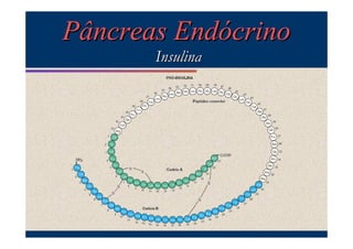 Pâncreas Endócrino
Insulina

 
