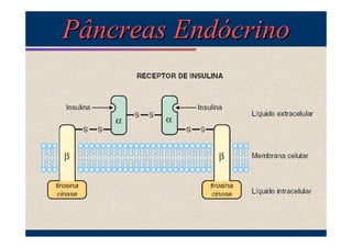 Pâncreas Endócrino

 