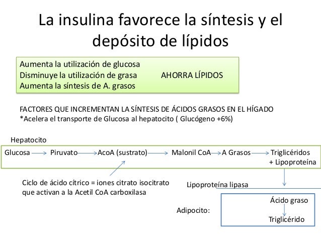 La insulina y sus funciones en el metabolismo La insulina y sus funciones en el metabolismo