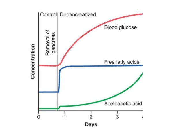 La insulina y sus funciones en el metabolismo La insulina y sus funciones en el metabolismo