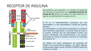 RECEPTOR DE INSULINA
Glucoproteína que pertenece a la familia de receptores
para factores de crecimiento con actividad intrínseca de
cinasas de Tyr (RTK's), los cuales al ser estimulados por su
ligando se autofosforilan en residuos de Tyr
El IR es un heterotetrámero compuesto por dos
subunidades α y dos subunidades β unidas por puentes
disulfuro.
Las subunidades α se encuentran localizadas en el exterior
de la membrana plasmática y contienen sitios de unión a
la insulina, mientras que las subunidades β tienen una
porción extracelular, una transmembranal y una porción
intracelular en donde se localiza el dominio con actividad
de cinasa de Tyr
Los tejidos con mayor abundancia de receptores de
insulina son el parénquima hepático y el tejido adiposo,
donde pueden llegar a existir 200,000 a 300,000 copias del
receptor por célula.
 