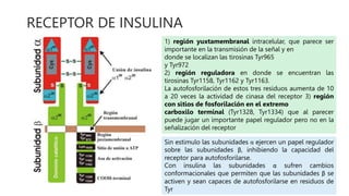 RECEPTOR DE INSULINA
1) región yuxtamembranal intracelular, que parece ser
importante en la transmisión de la señal y en
donde se localizan las tirosinas Tyr965
y Tyr972
2) región reguladora en donde se encuentran las
tirosinas Tyr1158, Tyr1162 y Tyr1163.
La autofosforilación de estos tres residuos aumenta de 10
a 20 veces la actividad de cinasa del receptor 3) región
con sitios de fosforilación en el extremo
carboxilo terminal (Tyr1328, Tyr1334) que al parecer
puede jugar un importante papel regulador pero no en la
señalización del receptor
Sin estimulo las subunidades α ejercen un papel regulador
sobre las subunidades β, inhibiendo la capacidad del
receptor para autofosforilarse.
Con insulina las subunidades α sufren cambios
conformacionales que permiten que las subunidades β se
activen y sean capaces de autofosforilarse en residuos de
Tyr
 