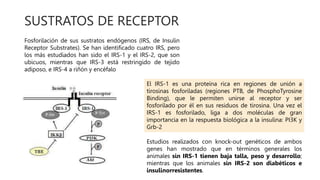 SUSTRATOS DE RECEPTOR
Fosforilación de sus sustratos endógenos (IRS, de Insulin
Receptor Substrates). Se han identificado cuatro IRS, pero
los más estudiados han sido el IRS-1 y el IRS-2, que son
ubicuos, mientras que IRS-3 está restringido de tejido
adiposo, e IRS-4 a riñón y encéfalo
El IRS-1 es una proteína rica en regiones de unión a
tirosinas fosforiladas (regiones PTB, de PhosphoTyrosine
Binding), que le permiten unirse al receptor y ser
fosforilado por él en sus residuos de tirosina. Una vez el
IRS-1 es fosforilado, liga a dos moléculas de gran
importancia en la respuesta biológica a la insulina: PI3K y
Grb-2
Estudios realizados con knock-out genéticos de ambos
genes han mostrado que en términos generales los
animales sin IRS-1 tienen baja talla, peso y desarrollo;
mientras que los animales sin IRS-2 son diabéticos e
insulinorresistentes.
 