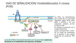 VIAS DE SEÑALIZACION: Fosfatidilinositol 3-cinasa
(PI3K)
La vía de la PI3K es el principal mecanismo por el que la insulina ejerce sus
funciones en el metabolismo de la glucosa y de lípidos
Las PI3Ks, son heterodímeros
que constan de una subunidad
reguladora (p85α, p55α, p50α,
p85β ó p55PIK) y de una
subunidad catalítica (p110α,
p110β ó p110δ).
Se produce la activación de la
unidad CATALITICA.
Union a sustratos PI4-P y PI4,5-
P2, los cuales son fosforilados
en la posición 3 del inositol,
generando los productos PIP2
y PIP3.
 