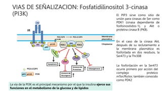VIAS DE SEÑALIZACION: Fosfatidilinositol 3-cinasa
(PI3K)
La vía de la PI3K es el principal mecanismo por el que la insulina ejerce sus
funciones en el metabolismo de la glucosa y de lípidos
El PIP3 sirve como sitio de
unión para cinasas de Ser como
PDK1 (cinasa dependiente de
fosfoinositidos-1), y Akt o
proteína cinasa B (PKB).
En el caso de la cinasa Akt,
después de su reclutamiento a
la membrana plasmática es
fosforilada en dos residuos, la
Ser473 y la Thr308
La fosforilación en la Ser473
ocurre primero por acción del
complejo proteico
mTor/Rictor, también conocido
como PDK2
 