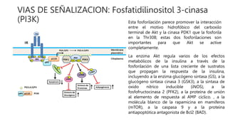 VIAS DE SEÑALIZACION: Fosfatidilinositol 3-cinasa
(PI3K) Esta fosforilación parece promover la interacción
entre el motivo hidrofóbico del carboxilo
terminal de Akt y la cinasa PDK1 que la fosforila
en la Thr308; estas dos fosforilaciones son
importantes para que Akt se active
completamente.
La enzima Akt regula varios de los efectos
metabólicos de la insulina a través de la
fosforilación de una lista creciente de sustratos
que propagan la respuesta de la insulina,
incluyendo a la enzima glucógeno sintasa (GS), a la
glucógeno sintasa cinasa 3 (GSK3), a la sintasa de
oxido nítrico inducible (iNOS), a la
fosfofructocinasa 2 (PFK2), a la proteína de unión
al elemento de respuesta al AMP cíclico. , a la
molécula blanco de la rapamicina en mamíferos
(mTOR), a la caspasa 9 y a la proteína
antiapoptótica antagonista de Bcl2 (BAD).
 