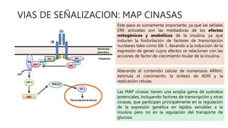 VIAS DE SEÑALIZACION: MAP CINASAS
Alterando el contenido celular de numerosos ARNm,
estimula el crecimiento, la síntesis de ADN y la
replicación celular,
Este paso es sumamente importante, ya que las señales
ERK activadas son las mediadoras de los efectos
mitogénicos y anabólicos de la insulina, ya que
inducen la fosforilación de factores de transcripción
nucleares tales como Elk-1, llevando a la inducción de la
expresión de genes cuyos efectos se relacionan con las
acciones de factor de crecimiento tisular de la insulina.
Las MAP cinasas tienen una amplia gama de sustratos
potenciales, incluyendo factores de transcripción y otras
cinasas, que participan principalmente en la regulación
de la expresión genética en tejidos sensibles a la
insulina pero no en la regulación del transporte de
glucosa
 