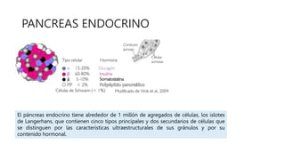 PANCREAS ENDOCRINO
El páncreas endocrino tiene alrededor de 1 millón de agregados de células, los islotes
de Langerhans, que contienen cinco tipos principales y dos secundarios de células que
se distinguen por las características ultraestructurales de sus gránulos y por su
contenido hormonal.
 