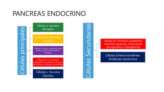 PANCREAS ENDOCRINO
Células
principales Células α: secretan
Glucagón
Células β: Secretan
Insulina
Células δ contiene somatostatina que
inhibe la secreción de Insulina y
Glucagón
Células PP o F: Contienen
polipéptido pancreático. Secreción
de enzimas e inhibición de motildad
Células ε: Secretan
Ghrelina
Células
Secundarias
Células D1: Sintetizan polipéptido
intestinal vasoactivo, produciendo
glucogenólisis e hiperglicemia
Células Enterocromafines:
Sintetizan serotonina
 
