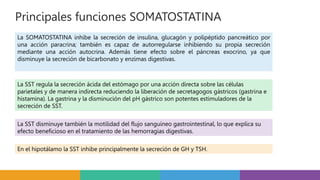 Principales funciones SOMATOSTATINA
La SOMATOSTATINA inhibe la secreción de insulina, glucagón y polipéptido pancreático por
una acción paracrina; también es capaz de autorregularse inhibiendo su propia secreción
mediante una acción autocrina. Además tiene efecto sobre el páncreas exocrino, ya que
disminuye la secreción de bicarbonato y enzimas digestivas.
La SST regula la secreción ácida del estómago por una acción directa sobre las células
parietales y de manera indirecta reduciendo la liberación de secretagogos gástricos (gastrina e
histamina). La gastrina y la disminución del pH gástrico son potentes estimuladores de la
secreción de SST.
La SST disminuye también la motilidad del flujo sanguíneo gastrointestinal, lo que explica su
efecto beneficioso en el tratamiento de las hemorragias digestivas.
En el hipotálamo la SST inhibe principalmente la secreción de GH y TSH.
 