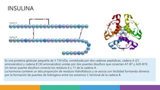 INSULINA
Es una proteína globular pequeña de 5 734 kDa, constituida por dos cadenas peptídicas, cadena A (21
aminoácidos) y cadena B (30 aminoácidos) unidas por dos puentes disulfuro que conectan A7-B7 y A20-B19.
Un tercer puente disulfuro conecta los residuos 6 y 11 de la cadena A.
La hormona contiene un alta proporción de residuos hidrofóbicos y se asocia con facilidad formando dímeros
por la formación de puentes de hidrógeno entre los extremos C terminal de la cadena B.
 