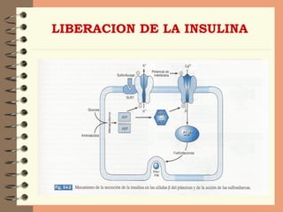 LIBERACION DE LA INSULINA 