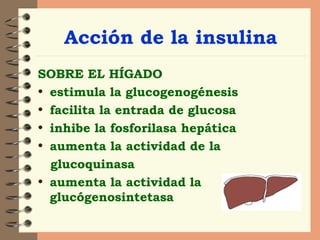 Acción de la insulina SOBRE EL HÍGADO estimula la glucogenogénesis facilita la entrada de glucosa inhibe la fosforilasa hepática aumenta la actividad de la glucoquinasa aumenta la actividad la glucógenosintetasa 