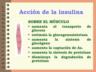 Acción de la insulina SOBRE EL MÚSCULO aumenta el transporte de glucosa estimula la glucogenosintetasa aumenta la síntesis de glucógeno aumenta la captación de Aa. aumenta la síntesis de proteínas disminuye la degradación de proteínas 