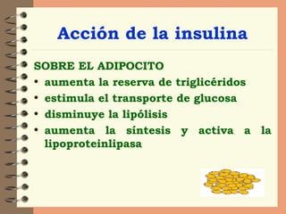 Acción de la insulina SOBRE EL ADIPOCITO  aumenta la reserva de triglicéridos estimula el transporte de glucosa disminuye la lipólisis aumenta la síntesis y activa a la lipoproteinlipasa  