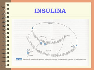 INSULINA 