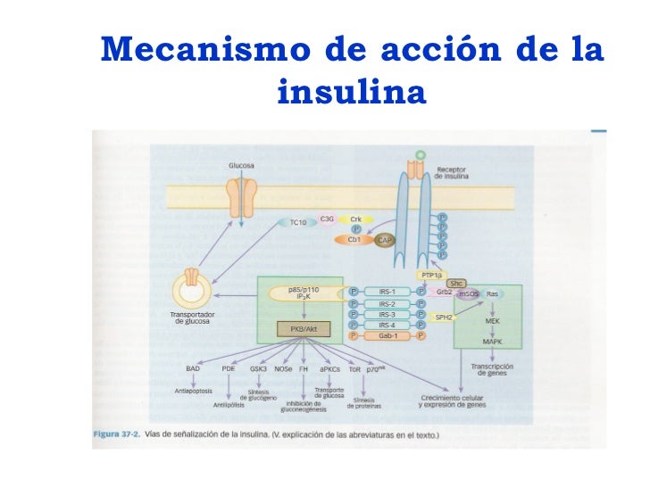 Teorico de Insulina e Hipoglucemiantes Teorico de Insulina e Hipoglucemiantes