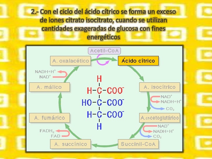 Insulina,glucagón y diabetes Insulina,glucagón y diabetes