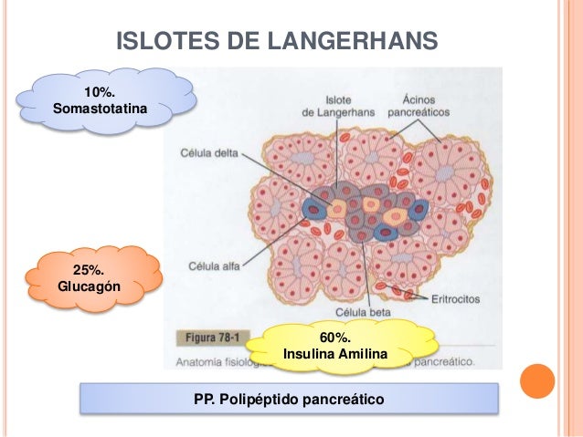 Fases de la Fractura de Cadera Insulina glucagón y diabetes mellitus