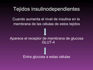 Tejidos insulinodependientes
 Cuando aumenta el nivel de insulina en la
 membrana de las células de estos tejidos


Aparece el receptor de membrana de glucosa
                   GLUT-4


       Entra glucosa a estas células
 