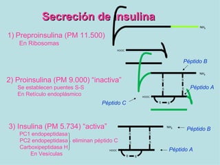Secreción de insulina
                                                                                         NH2


1) Preproinsulina (PM 11.500)
   En Ribosomas
                                        HOOC



                                                                                Péptido B

                                                                                        NH2

2) Proinsulina (PM 9.000) “inactiva”                                  S         S

   Se establecen puentes S-S                                          S         S    Péptido A
   En Retículo endoplásmico                                HOOC

                                  Péptido C                       S       S




3) Insulina (PM 5.734) “activa”                                           NH2
                                                                                    Péptido B
    PC1 endopeptidasa                              S          S

    PC2 endopeptidasa eliminan péptido C           S          S
    Carboxipeptidasa H               HOOC                                  Péptido A
        En Vesículas                           S       S
 