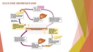 GLUCOSE HOMEOSTASIS
Body
Cells take up
more glucose
Liver takes
up glucose
and stores it as
glycogen
Blood glucose level
declines to a set point;
stimulus for insulin
release diminishes
Homeostasis: Normal blood glucose level
(about 90 mg/100 mL)
STIMULUS:
Rising blood glucose
level (e.g., after eating
a carbohydrate-rich
meal)
Beta cells
of pancreas stimulated
to release insulin into
the blood
High blood
glucose level
Blood glucose level
rises to set point;
stimulus for glucagon
release diminishes
Liver
breaks down
glycogen and
releases glucose
to the blood
Glucagon
Alpha
cells of
pancreas stimulated
to release glucagon
into the blood
STIMULUS:
Declining blood
glucose level
(e.g., after
skipping a meal)
Insulin
 