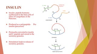 INSULIN
 Insulin- peptide hormone
synthesized in the beta cells of
islets of Langerhans in the
Pancreas.
 Produced as a polypeptide- Pro
insulin (precursor)
 Proinsulin converted to insulin
and C-peptide and stored in the
secretory granules.
 Stimulation leads to release of
secretory granules.
 