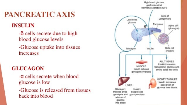 Insulin and antidiabetics