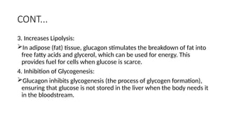 CONT...
3. Increases Lipolysis:
In adipose (fat) tissue, glucagon stimulates the breakdown of fat into
free fatty acids and glycerol, which can be used for energy. This
provides fuel for cells when glucose is scarce.
4. Inhibition of Glycogenesis:
Glucagon inhibits glycogenesis (the process of glycogen formation),
ensuring that glucose is not stored in the liver when the body needs it
in the bloodstream.
 