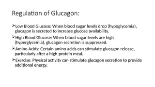 Regulation of Glucagon:
Low Blood Glucose: When blood sugar levels drop (hypoglycemia),
glucagon is secreted to increase glucose availability.
High Blood Glucose: When blood sugar levels are high
(hyperglycemia), glucagon secretion is suppressed.
Amino Acids: Certain amino acids can stimulate glucagon release,
particularly after a high-protein meal.
Exercise: Physical activity can stimulate glucagon secretion to provide
additional energy.
 